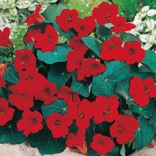 Nasturtium Empress Of India Mixed Seeds Grow Your Own Flowers Simply Garden