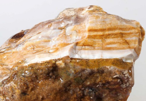 Australia Springsure legno fossile pietrificato opalizzato 1 libbra 13 oz. grezzo