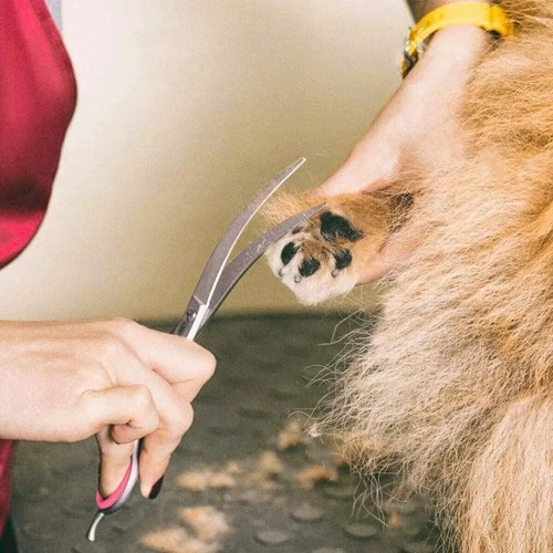 5 in 1 Premium Dog Grooming Scissors Professional Dog Scissors for Grooming kit - Picture 4 of 8