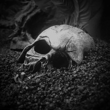 Fish Tank Aquarium Ornament Doctor Who Cyberman Helmet For Sale Ebay