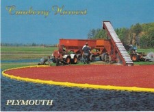 Cranberry Harvest-PLYMOUTH, Massachusetts