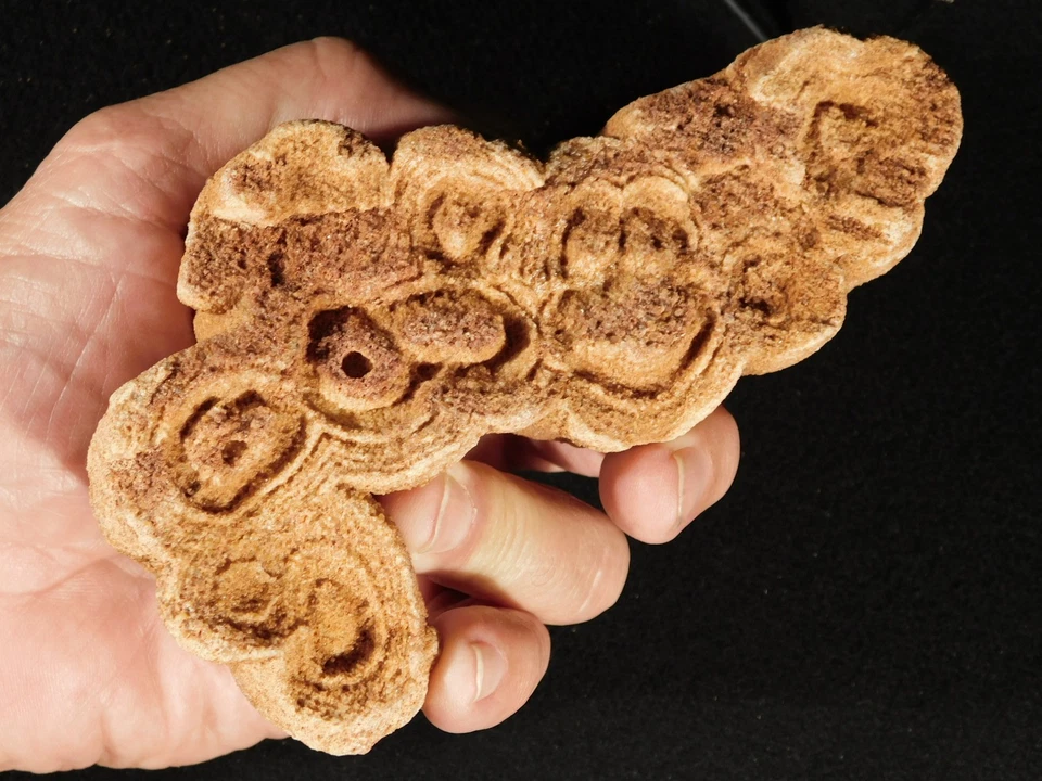 ¡Más grande! Fósil ESTROMATOLITO de 600 millones de años 100% natural Marruecos 579gr Foto 4 de 4