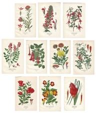 Stampe antiche FIORI ROSSI ARANCIONE LOTTO 10 FOGLI botanica 1896 Antique prints
