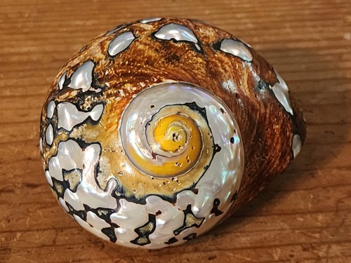 SOUTH AFRICA SARMATICUS TURBO SEA SHELL HERMIT CRAB 2 1/2" - 3"