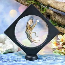 Taxidermy curiosities oddities Octopus floating display collectible ocean gift