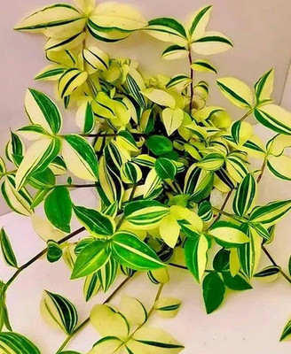 3  Tradescantia  ''Yellow Hill''  Stecklinge/Ableger