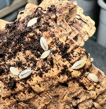 25 ct. Trichorhina tomentosa "Dwarf White" Isopods - Exo-Morphs - Free Shipping