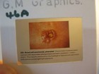 Picture 5 of 12