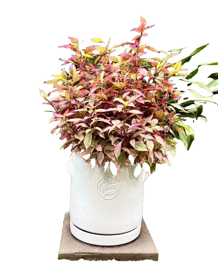 Sub-tropical Climate Plants, Seeds & Bulbs