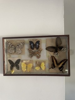 Butterflies in large display case old vintage