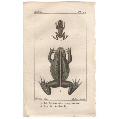 Rare antique 1826 Buffon Histoire Naturelle Amphibian engraving 42 Spotted Frog