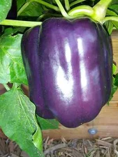 25 PURPLE BEAUTY PEPPER SEEDS ~ heirloomseedguy ~ 2026 ~ NON-GMO