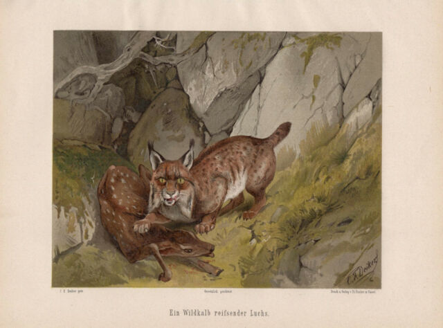 Lynx Tears Down Wildkalb Lynx Hunting Motif Chromolithography From 1897 Deiker