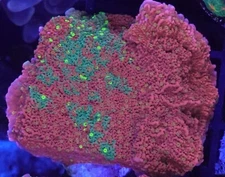 [WYSIWYG] WWC Sunfire Grafted Monti Cap Frag #3 Easy Montipora SPS Live Coral