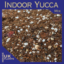 YUCCA Soil Mix (Pest-Free Repotting Compost Spineless Yukka Elephantipes Potting