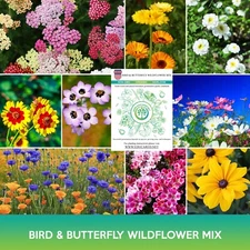 Bird and Butterfly Wildflower Mix Seeds
