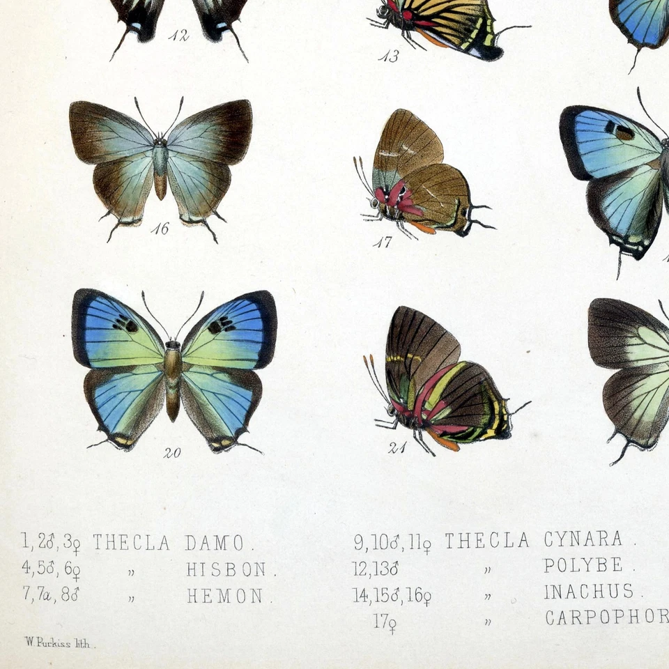 Vintage Blue Butterflies Botanical Art Poster Print, Butterfly Wall Art Decor - Image 3 of 3