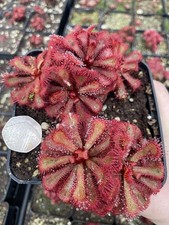 Drosera Slackii, Medium Size Established Plants, Posted Potted