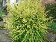 Lonicera Nitida Baggesen's Gold Box Honeysuckle Low Hedging Shrub | 17cm/2L