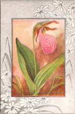 Vintage Postcard Pink Lady's Slipper Moccasin Flower Artist Signed Reed Pub JV11