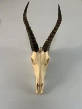 Real Blesbok Skull