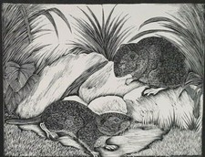 DAGLISH VOLE VOLES Mammal Print Woodcut Woodblock Art 1930s