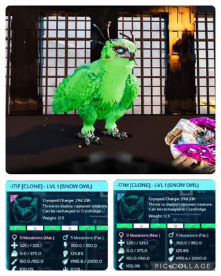 ark survival ascended pve SOLID ID171 LEVEL 1 SNOW OWL CLONES