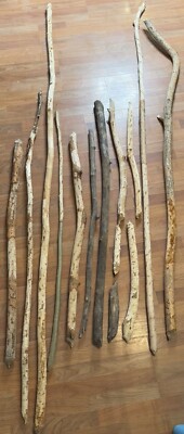 14 Piece Lot Of Beaver Chewed Wood Logs, Sticks & Branches 9.5ft-1ft Indiana