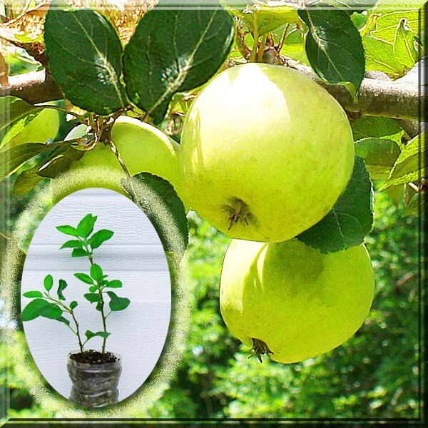 Apple Golden Delicious Semi-Dwarf Tree 4.5 in Pot