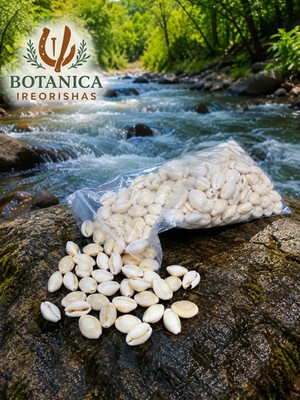 Bolsa de caracoles cerrados closed cowries 1 LB  yoruba ifa santeria