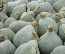 BLUE HUBBARD WINTER SQUASH SEEDS 10+ Vegetables GARDEN healthy FREE SHIPPING