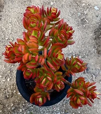 Succulent- Crassula ovata, well established, ready for bonsai, 3 Plants in Pot