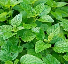 Lemon Mint Seeds | Non-GMO | Heirloom | Fresh Herb Garden Seeds