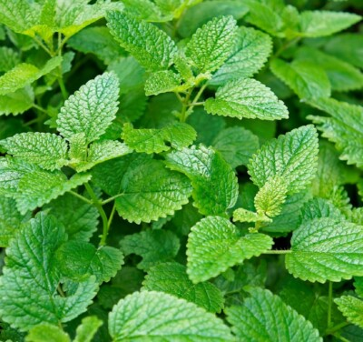 #ad Lemon Mint Seeds Non GMO Heirloom Fresh Herb Garden Seeds $50.00