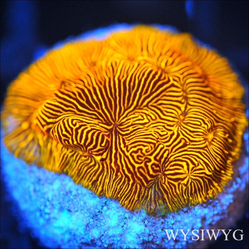 Corals of Eden ~ WYSIWYG Live Coral Frag ~ Golden Tiger Leptoseris Coral SPS