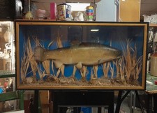 Vintage Taxidermy Large Brown Trout Fish n Display Case Collector Home Pub Art