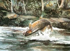Rolling Brown Trout in Stream by W J Schaldach