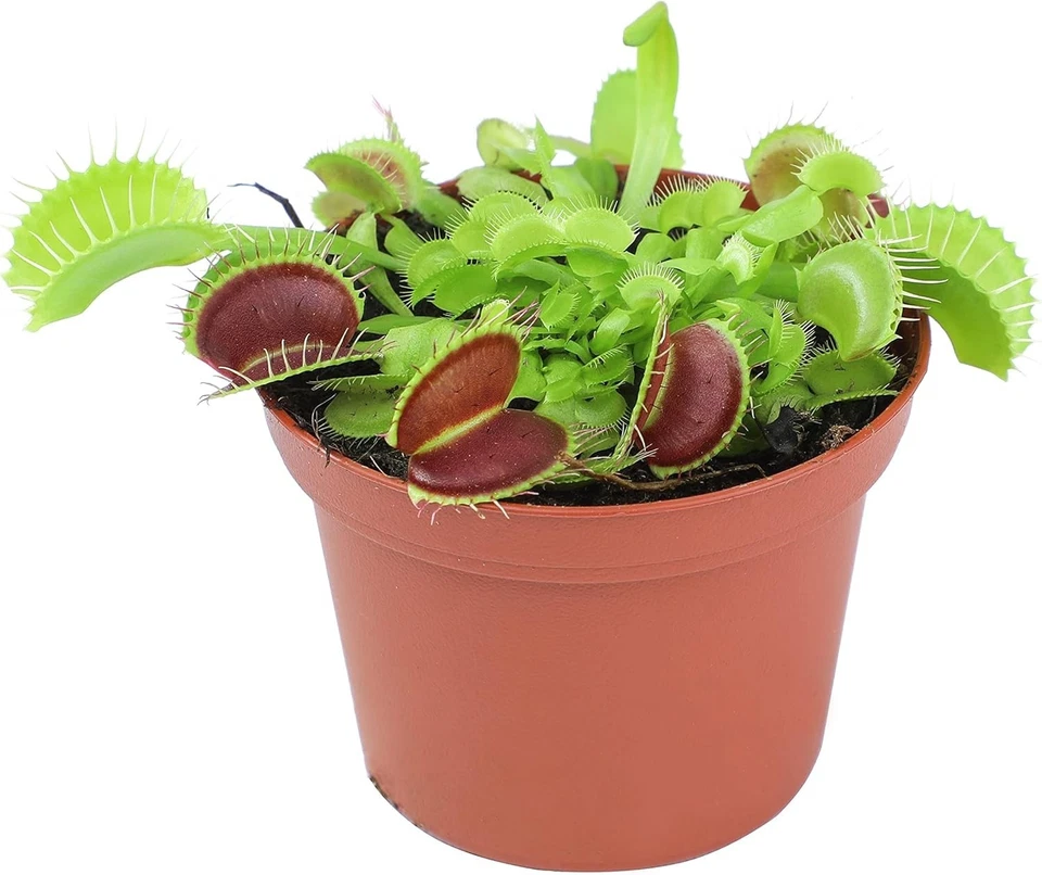 3 Inch Live Venus Fly Trap Plant Carnivorous Houseplants Terrarium Indoor - Image 3 of 4