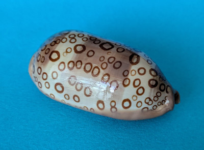 Cypraea Argus Contracasta 60,6 mm Gem Madagaskar '' Schönes Exemplar ''