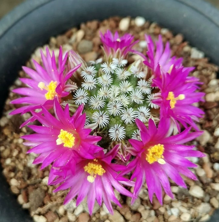 3PCS Cactus  Plants Mammillaria hernandezii Beautiful Garden Cactus 2CM