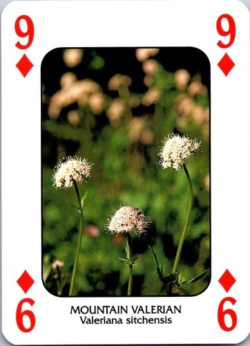 Discover WILDFLOWERS🌼 pack fresh singles (you pick) Cartamundi free ship - Picture 33 of 54