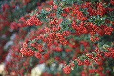 Pyracantha Red Column Evergreen Shrub 5-6ft Extra Large By Direct Plants