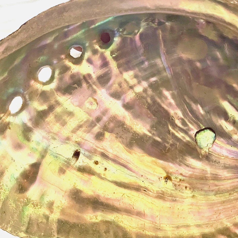 Quemador de incienso con cáscara de abulón 3,9 pulgadas ceniza mágica Wicca joyería decoración del hogar Foto 4 de 4