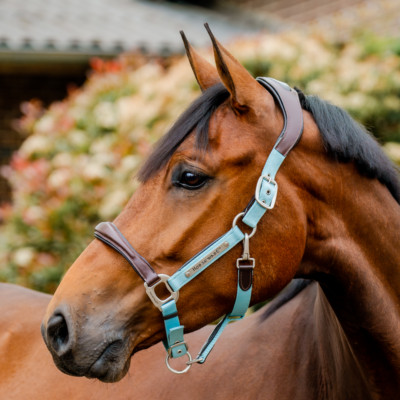 Horseware Ireland Signature Competition Headcollar