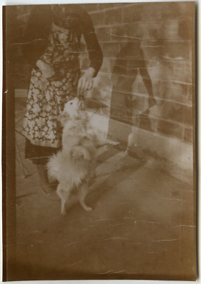 ANTIQUE PHOTO - VINTAGE SNAPSHOT - ANIMAL DOG MAKES BEAUTIFUL BALANCE SHADOW-DOG
