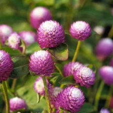 30 Gomphrena Globosa Audray Bicolor Rose Seeds