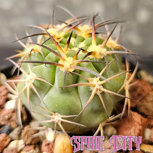 Acanthocalycium thionanthum v. glaucum P394 - seed grown cactus - Picture 1 of 4