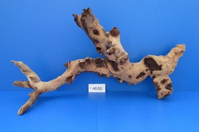 Unikat 1030 Mopani - Eisenholz Wurzel Aquarium Terrarium Aquascape Hardscape