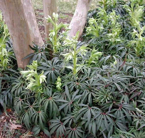 Helleborus foetidus STINKING HELLEBORE - EVERGREEN LEAVES Seeds!