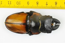 Odontolabis for collectors | large size | Collector's Secret